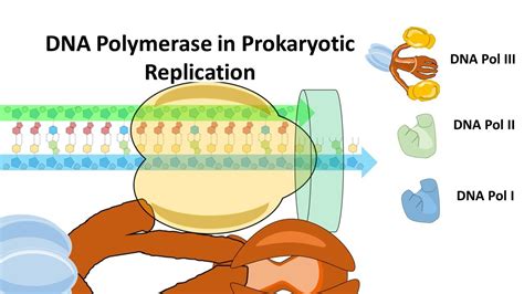 What Is Dna Polymerase Iii