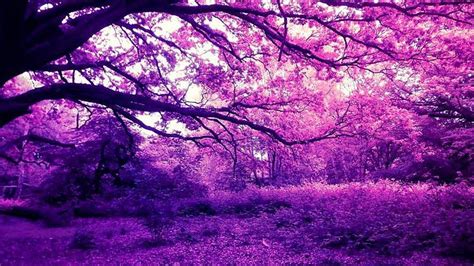 1920x1080px, 1080P free download | Purple Scenery View Trees Forest ...