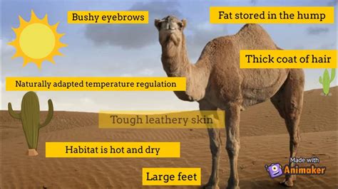 How do camels survive in deserts - YouTube