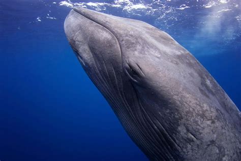 8 Fascinating Facts About Blue Whales—and How to Help Them - Brightly