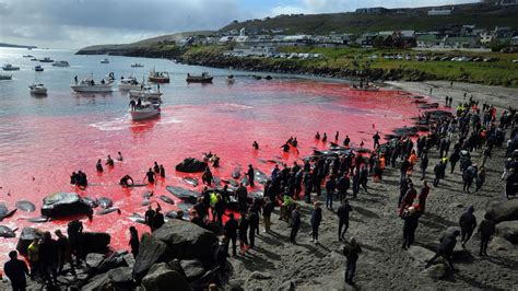 Faroe Islands will allow 500 dolphins to be killed in annual whale hunt ...