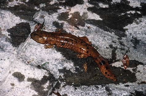 Japanese giant salamander: The fascinating endemic amphibian of Japan ...