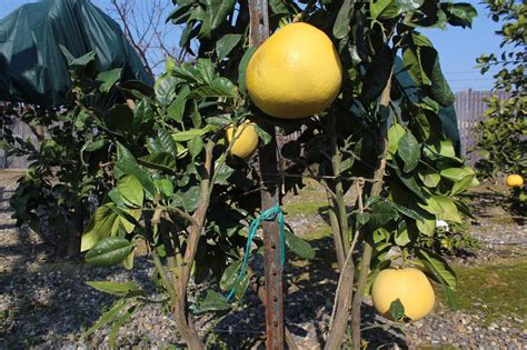 Citrus Season - FISHBIO | Fisheries Consultants