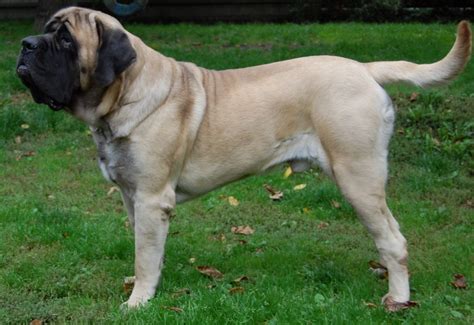 Kangal Dog vs English Mastiff - Breed Comparison | MyDogBreeds