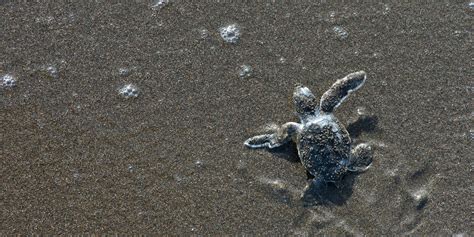 Three ways to make an impact in sea turtle conservation | GVI