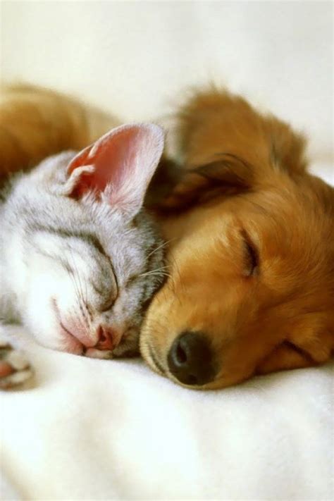 Dog and cat together looking so cute http://ift.tt/2AGHBQj | Dogs ...