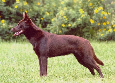 Australian Kelpie - Wikipedia