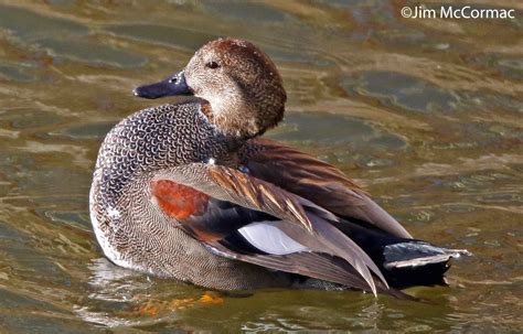 Gadwall Bird