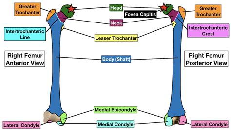 Lateral Epicondyle Femur