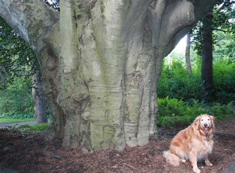 Massive copper beech tree thriving in Southborough - Community Advocate