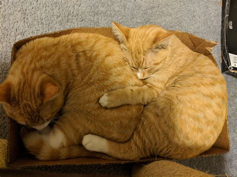 Cute Sleepy Cuddles.http://ift.tt/2oga5ej | Kittens cutest, Orange ...