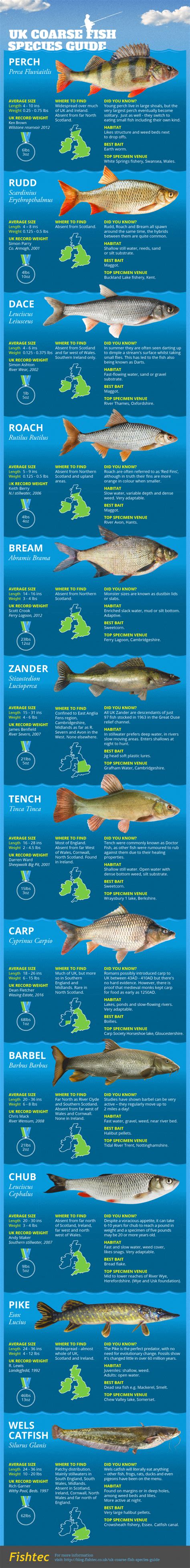 UK Coarse Fish Species Guide [Infographic]