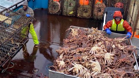 Billions of Alaska snow crabs have starved to death because of ocean ...