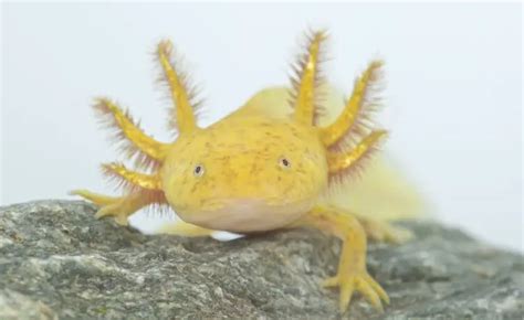 Axolotl Color Morphs: 15 Types With Pictures | Everything Reptiles