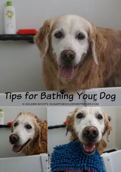 Tips For Bathing Your Dog - Golden Woofs