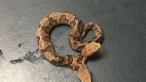 A Rare Two-Headed Baby Copperhead Snake Was Discovered in Virginia ...