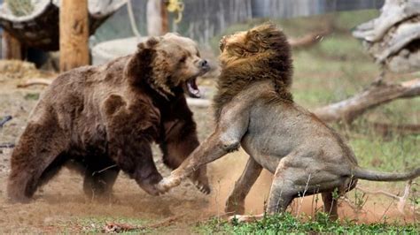 Fight between Mammals: Who would Win? - Animal Hype