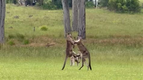 Video: Kangaroo Fight At Wedding Delays Ceremony For 20 Minutes