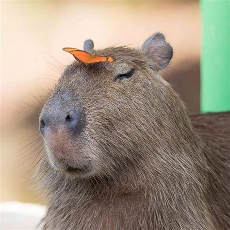 BUTTERFLY ON CAPYBARA!?!? How? Impossible!!!! : r/capybara