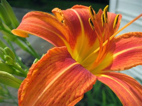 Discovering His Creation: Orange Daylily (Hemerocallis Fulva)