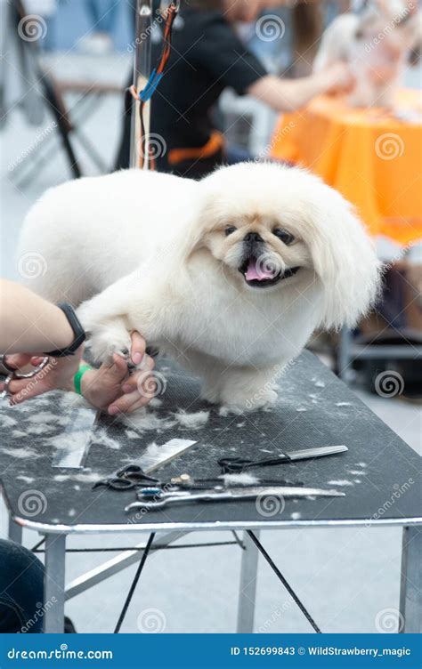 Pekingese at the Dog Show, Grooming on the Table Stock Image - Image of ...