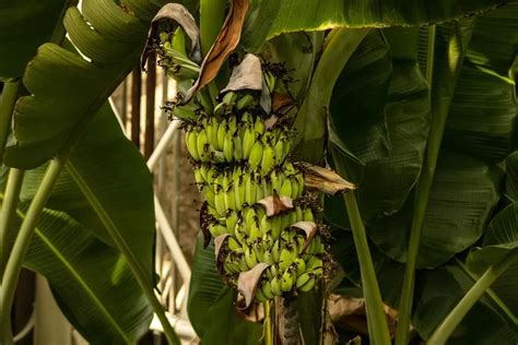 Lirik lagu Ampar Ampar Pisang, lagu daerah populer asal Kalimantan ...