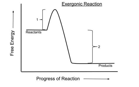 Exergonic Reaction - Definition, Examples and Quiz | Biology Dictionary