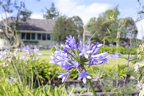 Ecuador Flower Cabin - Free photo on Pixabay - Pixabay