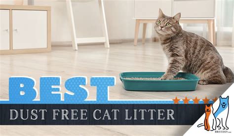 Best Dust Free Cat Litters for 2020