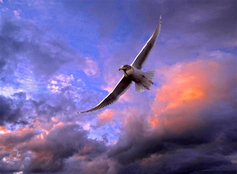 Seagull Bird Flight Sky Hd Wallpaper | All Wallpapers Desktop