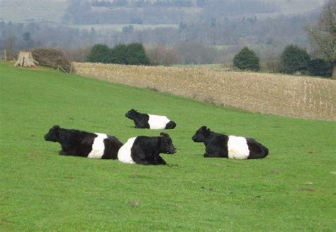 Belted Galloways - saw these in a field today, beautiful. Scottish ...