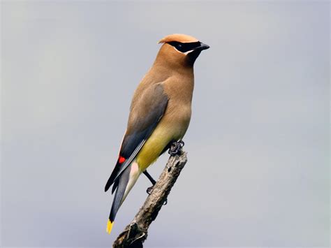 Cedar Waxwing Migration: A Complete Guide | Birdfact