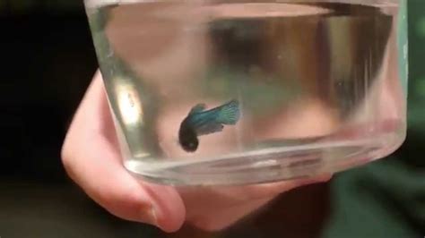 Our Baby Betta Fish! - YouTube