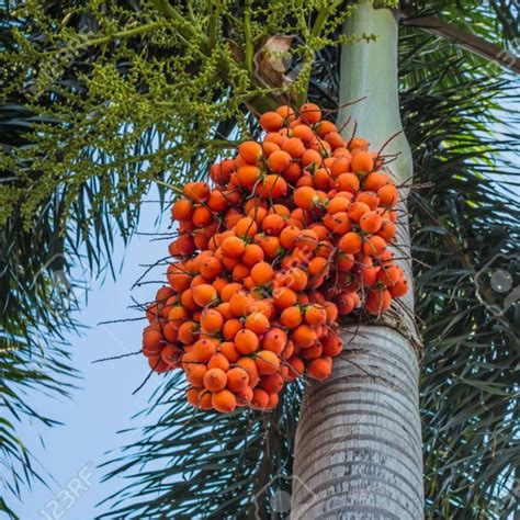 Areca Nut Palm, Betel Palm Seeds (Areca catechu) - Price €4.85