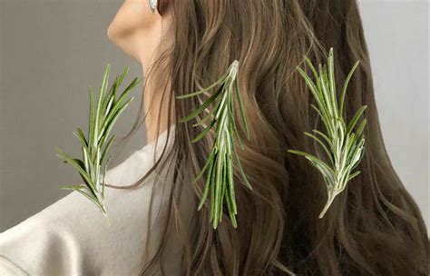 10 Rosemary Hair Oil Benefits | Sitting Pretty