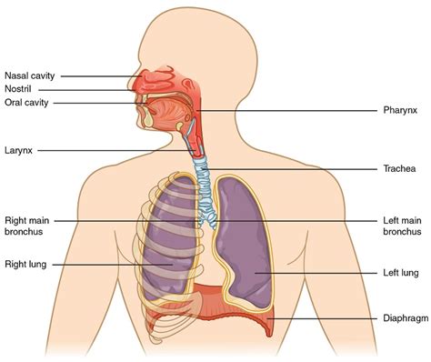 Respiratory System - Definition, Function and Parts | Biology Dictionary