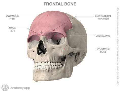 Frontal bone | Encyclopedia | Anatomy.app | Learn anatomy | 3D models ...