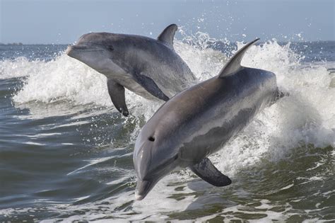 Common Bottlenose Dolphin Facts: Habitat, Diet, Conservation & More