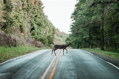 A Wildlife Crossing Will Bridge More Roads, but it's Still not Enough