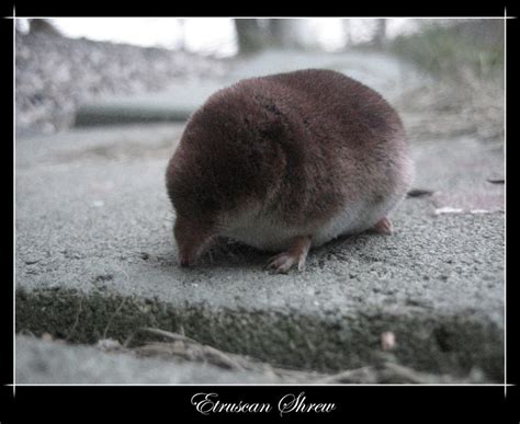 Etruscan Shrew by Brisneko on DeviantArt