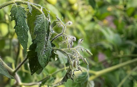 How to Get Rid of Whiteflies on Tomato Plants - Tropical House & Garden