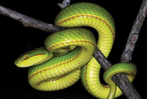 Scientists discover new pit viper species