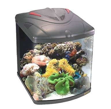 Instale un acuario de agua salada en el hogar - VisitaCasas.com