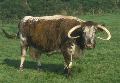 What Is a Heritage Breed? — Heritage Shorthorn Society