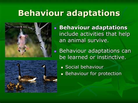 PPT - Animal Adaptations PowerPoint Presentation, free download - ID ...