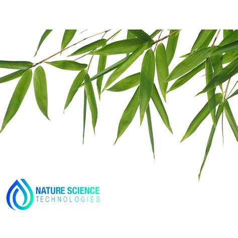 Bamboo Leaf Extract Brown Powder | NSTchemicals.com | Buy Today!