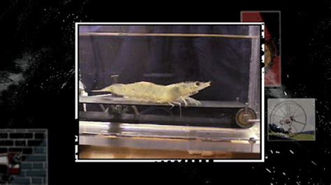 Shrimp on a Treadmill | Head Rush | Discovery Science