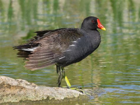 Female Moorhens (Male vs Female Identification) | Birdfact