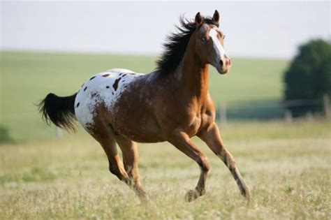 Appaloosa Horses - saddleupcolorado