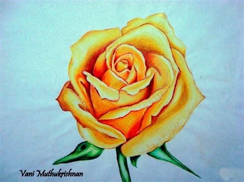 Easy rose flower color pencil drawing - sekasolar